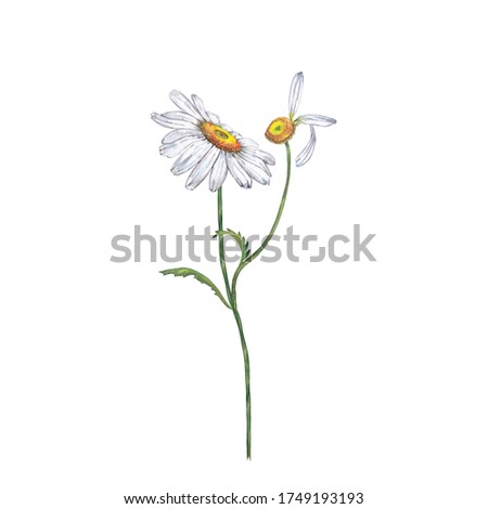 Illustration of realistic white garden chamomile. Colorful summer bloom flower on stem with faded bud and leaves . Watercolor hand painted isolated elements on white background.