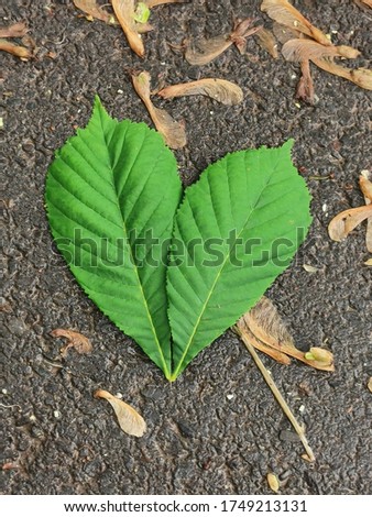 Heart made of chestnut leaves.  Symbol of love from chestnut leaves.  Photograph of the heart.