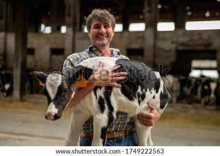 Authentic shot of a mature male farmer is holding on his arms an ecologically grown newborn calf used for biological milk products industry on a countryside farm.	 Royalty-Free Stock Photo #1749222563