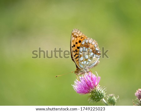 Beautiful butterfly with great bokeh