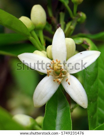 Citrus Tree Blossom Close-up on a Branch with Green Leaves Background. Beautiful White Flower in a Garden. Nature Wallpaper. Image suitable for Spa, Beauty, Cosmetic & Perfume Advertisements or Banner