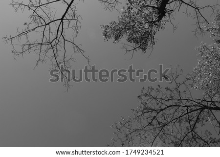 Spring branches on dark sky