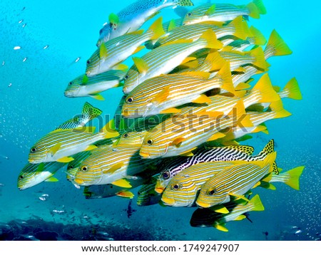 Reef fish in Raja Ampat