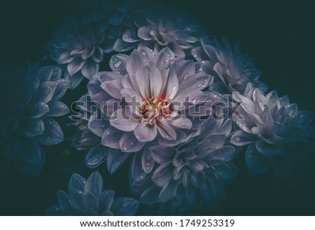 Close up flower with waterdrop; vintage style; nature background