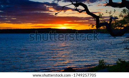 Looking Past an Old Tree at the Sunset on Eastern Point, Gloucester, Massachusetts