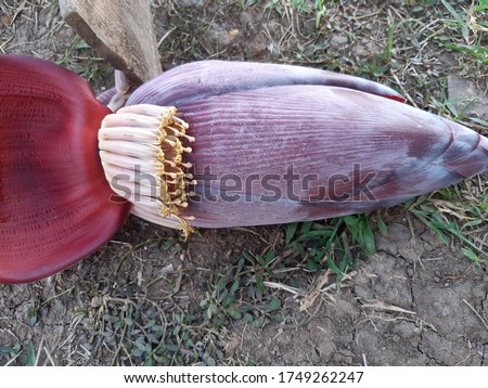 heart of a banana tree has several ingredients that are beneficial for the body.such as potassium,vitamin A,vitamin C,vitamin E, minerals, fatty acids,flavonoids,saponins, essential &non esensial,etc