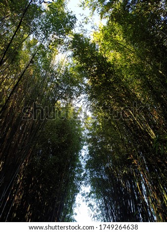Breathtaking and Mysterious Bamboo forest 