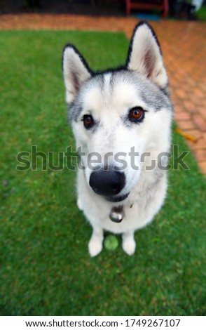 a picture of a Malamut dog taken by giving a deliberate excerpt through a wide-angle lens.
