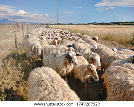 sheeps on the way to enjoy