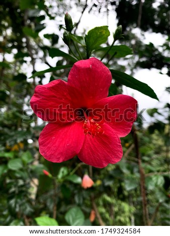 Flower nature life hibiscus nature photography 