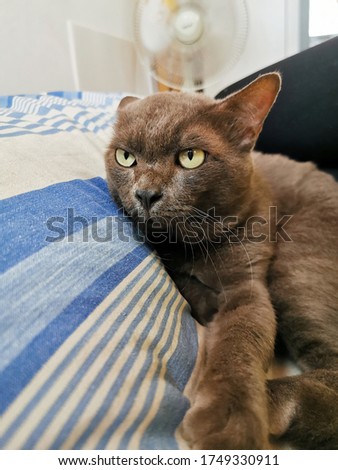 Animal photo : Portrait of  cute gray cat  with yellow eyes lying on the bed.Cat at home watchs to the window. Day light. Selective focus.