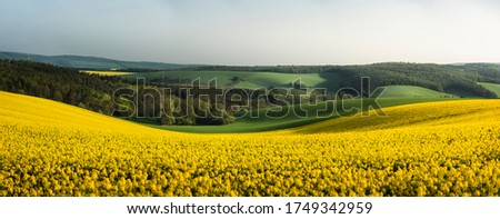 Rapeseed fields panorama, in the South Moravian countryside, in the Czech Republic at sunrise. Blooming yellow canola flower meadows. Rapeseed crop. Royalty-Free Stock Photo #1749342959