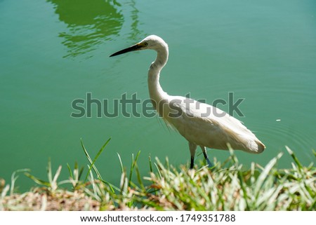 white heron walks on green water in a city park                               