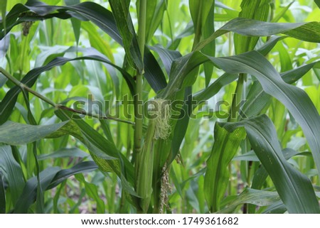picture of small maize growing.