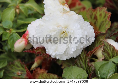 White Petunia closeup after rain. Flowers in the garden