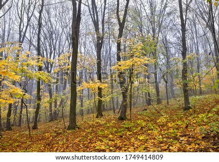 Beautiful autumnal yellow forest in fog in autumn