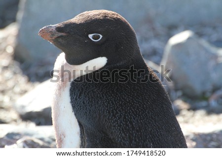 The small penguins in Antarctica