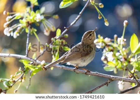 Little curious bird Booted warbler on a branch, on a blurry background of cherry flowers on a sunny spring day. Wildlife.