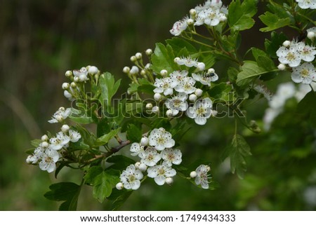 The blossom of a Hawthorn tree, Crataegus monogyna, in spring. Hawthorn (Crataegus oxyacanta) is a medicinal plant. Royalty-Free Stock Photo #1749434333