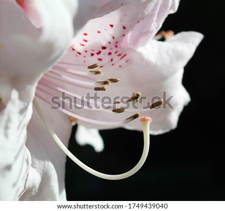 A beautiful rhododendron flower with a plain black background.