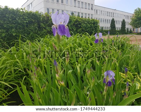 flower bed with lilac iris