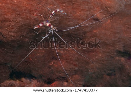 Banded coral shrimp or banded cleaner shrimp (Stenopus hispidus) Bonaire, Leeward Islands