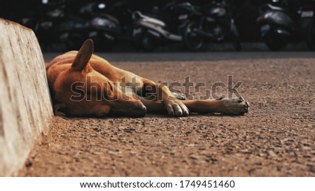 A clam dog sleeping in a good way. I had clicked this picture during hot summer, and this dog was relaxing under a tree. 