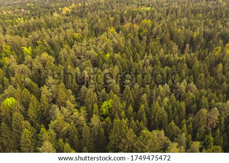 Autumn forest aerial view from above. Enviroment concept