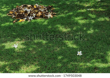 Pile of dry leaves on green grass field background