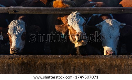 A row of cows feeding