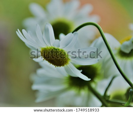 white daisy flower, on blurred background, abstract