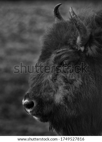 European buffalo portrait black and white
