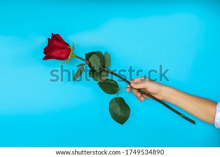 Boy's hand giving a red rose on blue background. Copy space