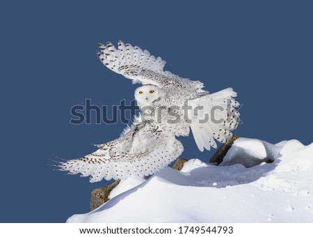 Snowy owl with wings spread out taking flight against a deep blue winter sky hunting near Ottawa, Canada