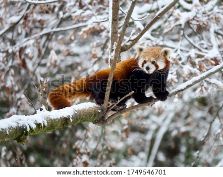 Red panda on a tree in the winter forest