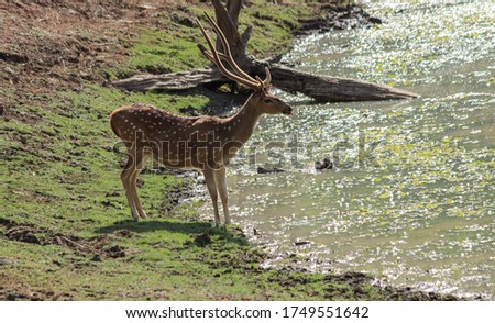 Mysuru,Karnataka / India-April 10 2019; A picture of an Indian Deer near a water body at Kabini backwaters near Mysuru in Karnataka / India.