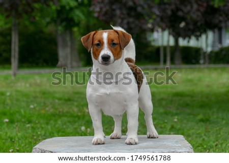 White Jack russel terrier portrait