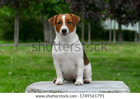White Jack russell terrier outdoors portrait