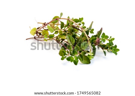 Thyme Plant isolated on white 
