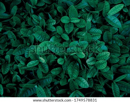 Tropical green leaves pattern background. Nature background Royalty-Free Stock Photo #1749578831