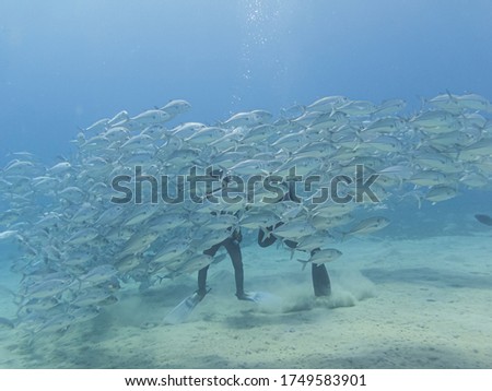 Scuba divers in a school of bigeye trevally (Caranx sexfasciatus), also known as the bigeye jack, great trevally, six-banded trevally and dusky jack. Picture from a Red Sea reef near Hurghada, Egypt