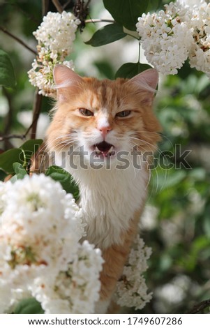 fluffy orange color cat play on bush of garden white blooming lilac flower