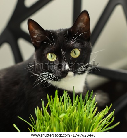 
Beautiful black and white cat eats catnip. Cat grass, sprouted oats. Natural vitamins for cats. Pet health concept