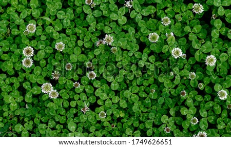 A patch of clover spotted with white flowers Royalty-Free Stock Photo #1749626651
