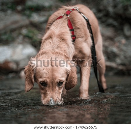 golden retriever doing bubbles in the water