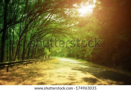 tunnel of green trees on sunlight
