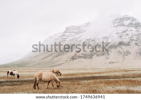 Three horses pinch grass in the field, against the backdrop of snow-capped mountains. The Icelandic horse is a breed of horse grown in Iceland.