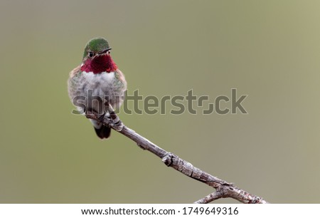 A broad-tailed hummingbird rests on a branch in Wyoming.