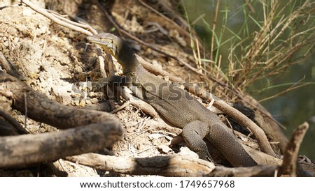 Lizard crawling on the ground at Tunnel Creek National Park in the Kimberley region of Western Australia.