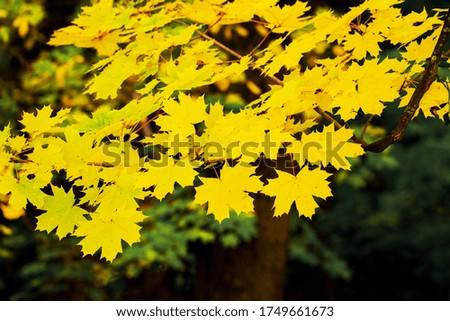 Maple tree with yellow autumn leaves, background with yellow autumn leaves